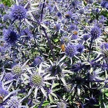 Flower Seeds, Seeds,Seeds For Planting,Plant Seeds