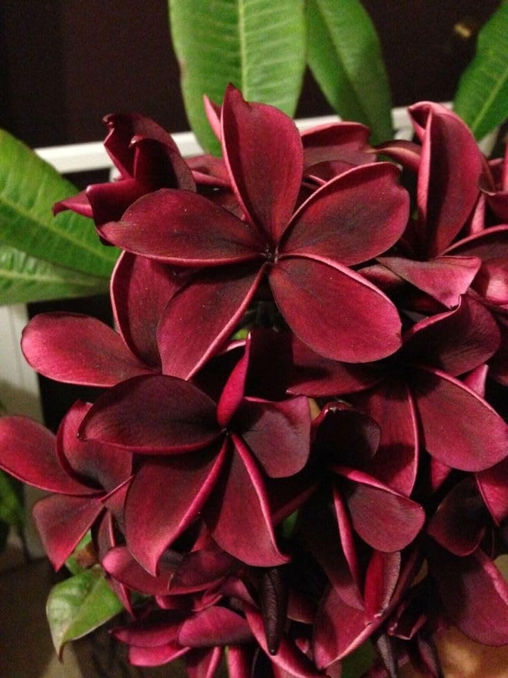 Maroon Jovibarba Flower seeds for Planting - Compact Growth, Heirloom & GMO Free Seeds for Home Garden