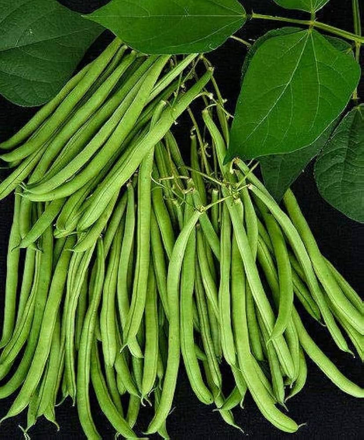 Green Snap Bean Seeds for Planting – Heirloom Non-GMO Crisp Vegetable Seeds with High Germination for Organic Gardens