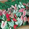 Caladium Bicolor Mixed Flower Seeds for Planting – Heirloom, Non-GMO, High Germination Organic Garden Seeds