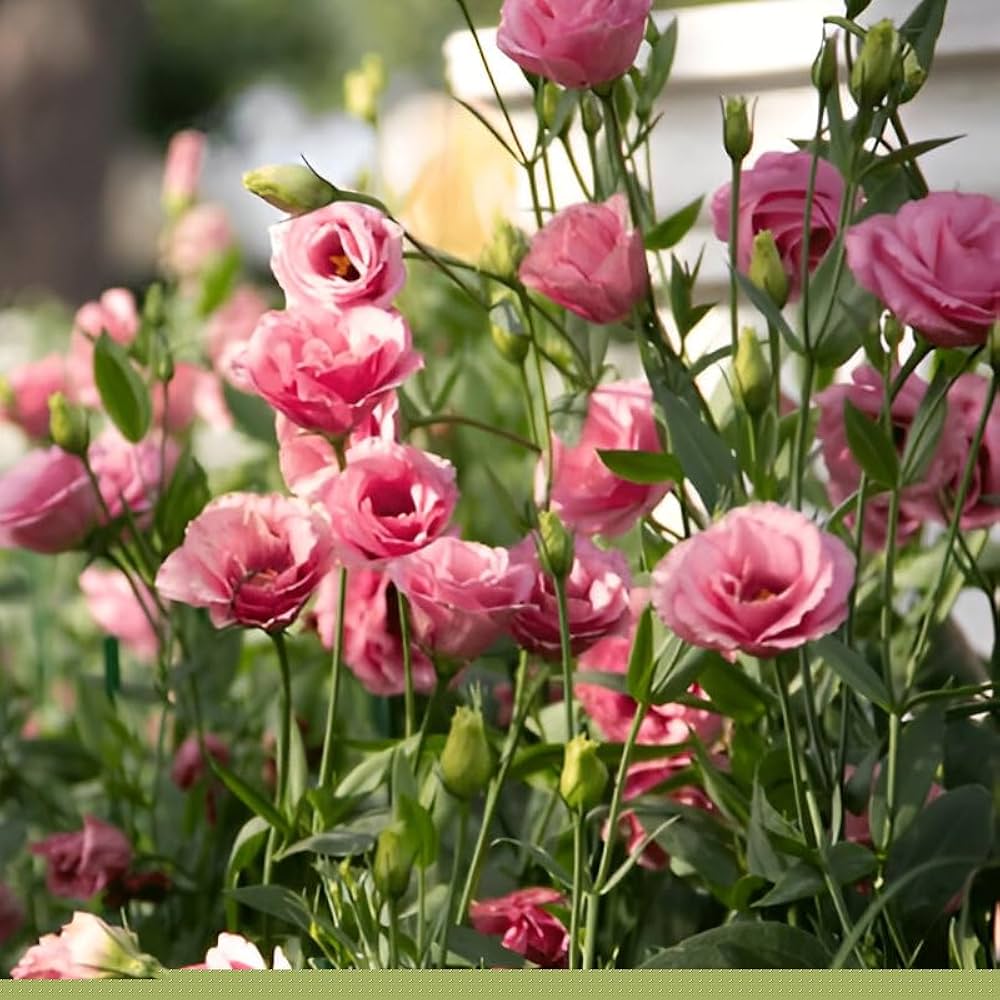 Baby Pink Eustoma (Lisianthus) Flower Seeds – Heirloom, Non-GMO, High Germination Organic Garden Seeds for Planting