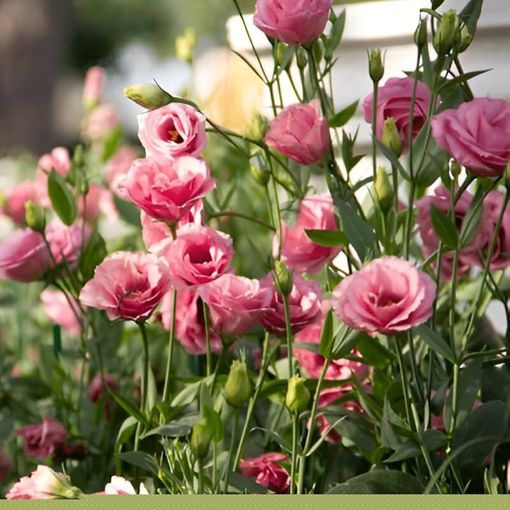 Baby Pink Eustoma (Lisianthus) Flower Seeds – Heirloom, Non-GMO, High Germination Organic Garden Seeds for Planting