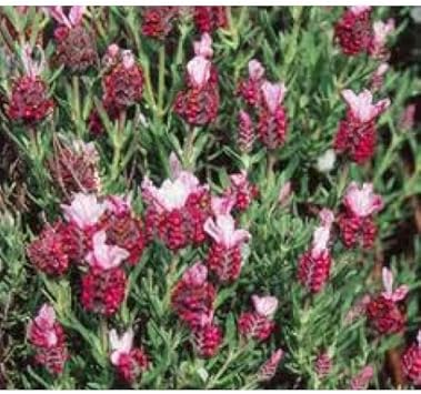 Flower Seeds, Seeds,Seeds For Planting,Plant Seeds