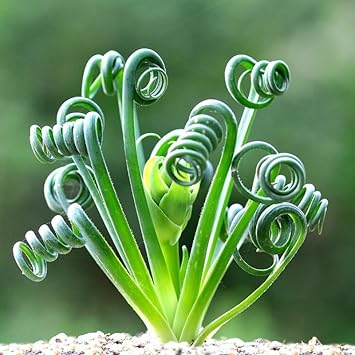 Flower Seeds, Seeds,Seeds For Planting,Plant Seeds