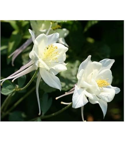 Heirloom White Bonnet Flower Seeds for Planting – Bright Blooms, Non-GMO, High Germination Organic Garden Seeds