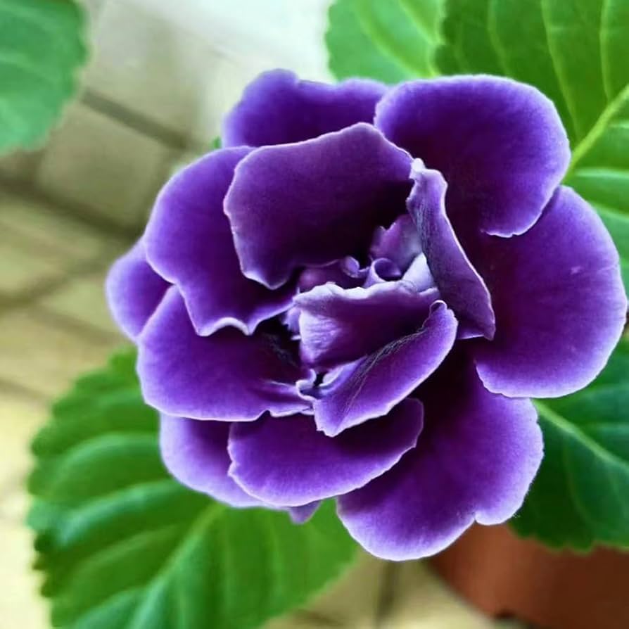 Heirloom Gloxinia Perennial Flower Seeds for Planting – Colorful Display, Non-GMO, High Germination Organic Garden Seeds