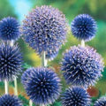 Echinops Ritro Flower Seeds for Planting – Heirloom, Non-GMO, High Germination Organic Garden Seeds