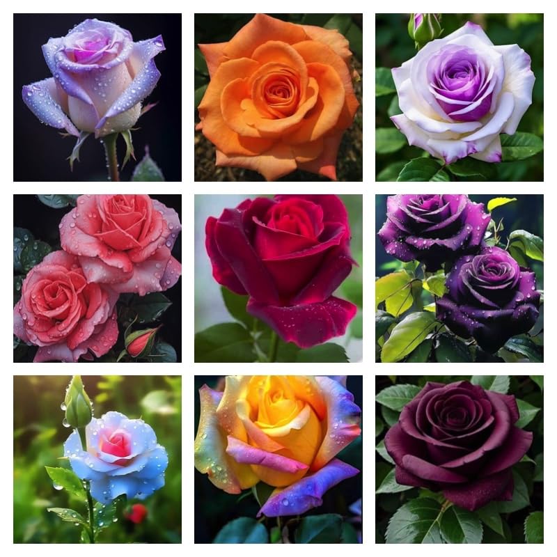 Flower Seeds, Seeds,Seeds For Planting,Plant Seeds