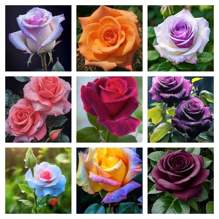 Flower Seeds, Seeds,Seeds For Planting,Plant Seeds