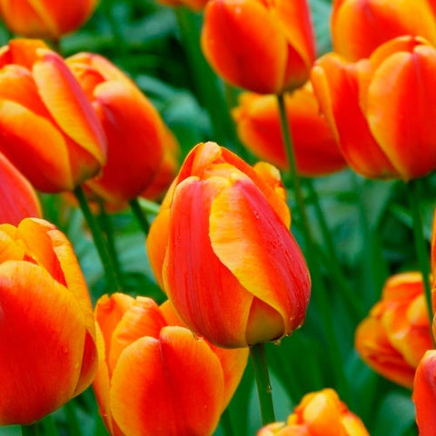 Flower Seeds, Seeds,Seeds For Planting,Plant Seeds