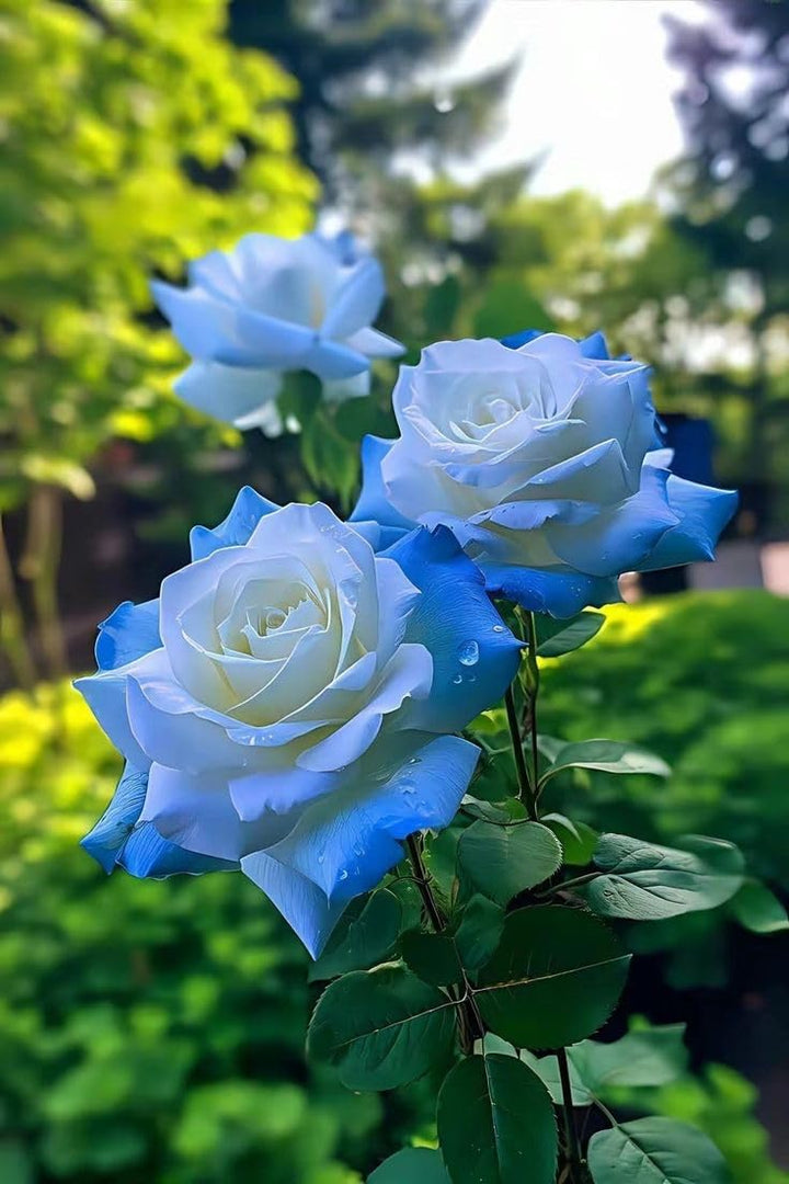 Sky Blue Holland Rose Flower Seeds for Planting – Premium Heirloom, Non-GMO, High Germination
