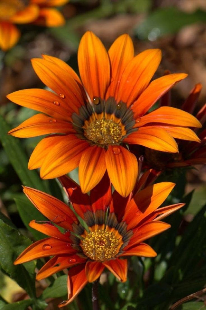 Dark Orange Gazania Flower Seeds for Planting – Heirloom, Non-GMO, High Germination Garden Seeds