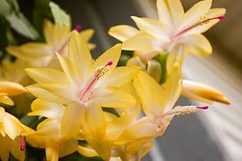 Yellow Schlumbergera Flower seeds for Planting – Fragrant Blossoms, Heirloom, Non-GMO Home Garden Seeds