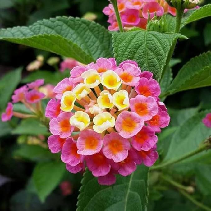 Multi-Colored Lantana Flower Seeds for Planting – Heirloom Non-GMO Organic Garden Seeds with High Germination