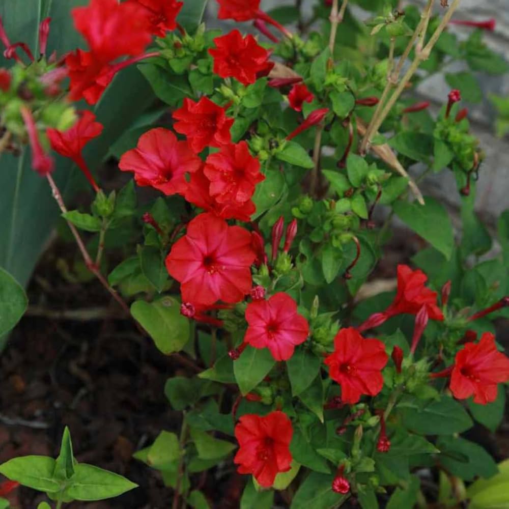 Red Mirabilis Flower Seeds for Planting – Compact Growth, Heirloom &amp; Non-GMO Organic Garden Seeds