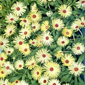 Flower Seeds, Seeds,Seeds For Planting,Plant Seeds