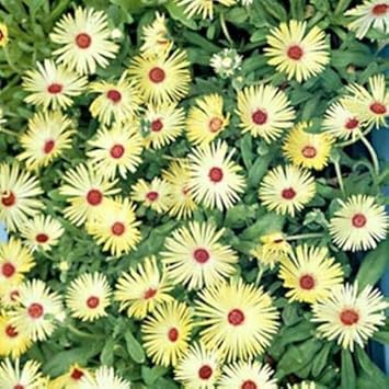 Flower Seeds, Seeds,Seeds For Planting,Plant Seeds