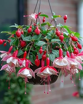 Mixed Double Petal Fuchsia Seeds for Planting – Heirloom, Non-GMO, High Germination Garden Seeds
