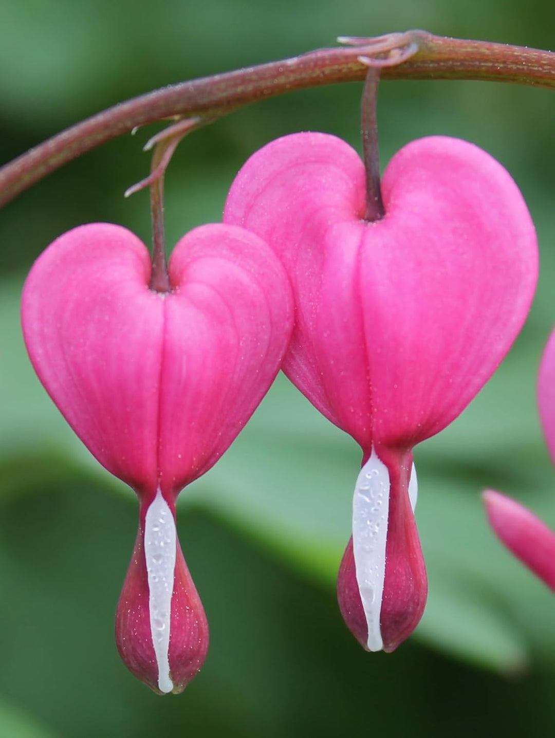 Flower Seeds, Seeds,Seeds For Planting,Plant Seeds