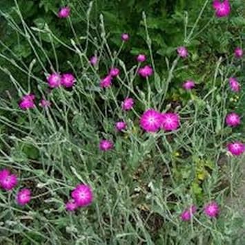 Pink Lychnis Flower Seeds for Planting – Long Bloom Season, Heirloom, Non-GMO Seeds for Home Garden