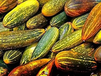 Indian Cucumber Bicolor Seeds for Planting – High Yield, Heirloom, Non-GMO Vegetable Seeds for Home and Kitchen Garden