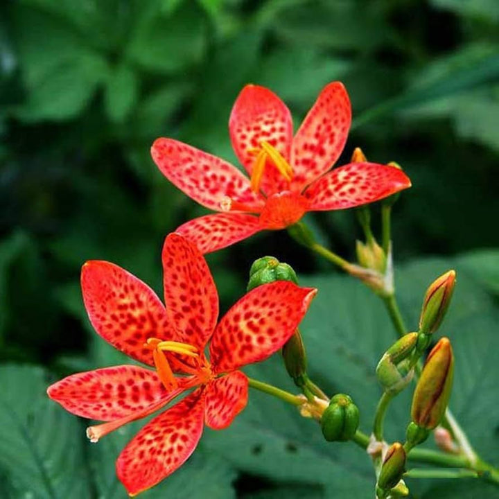 Red Leopard Flower Seeds for Planting – Heirloom Non-GMO, High Germination Organic Garden Seeds