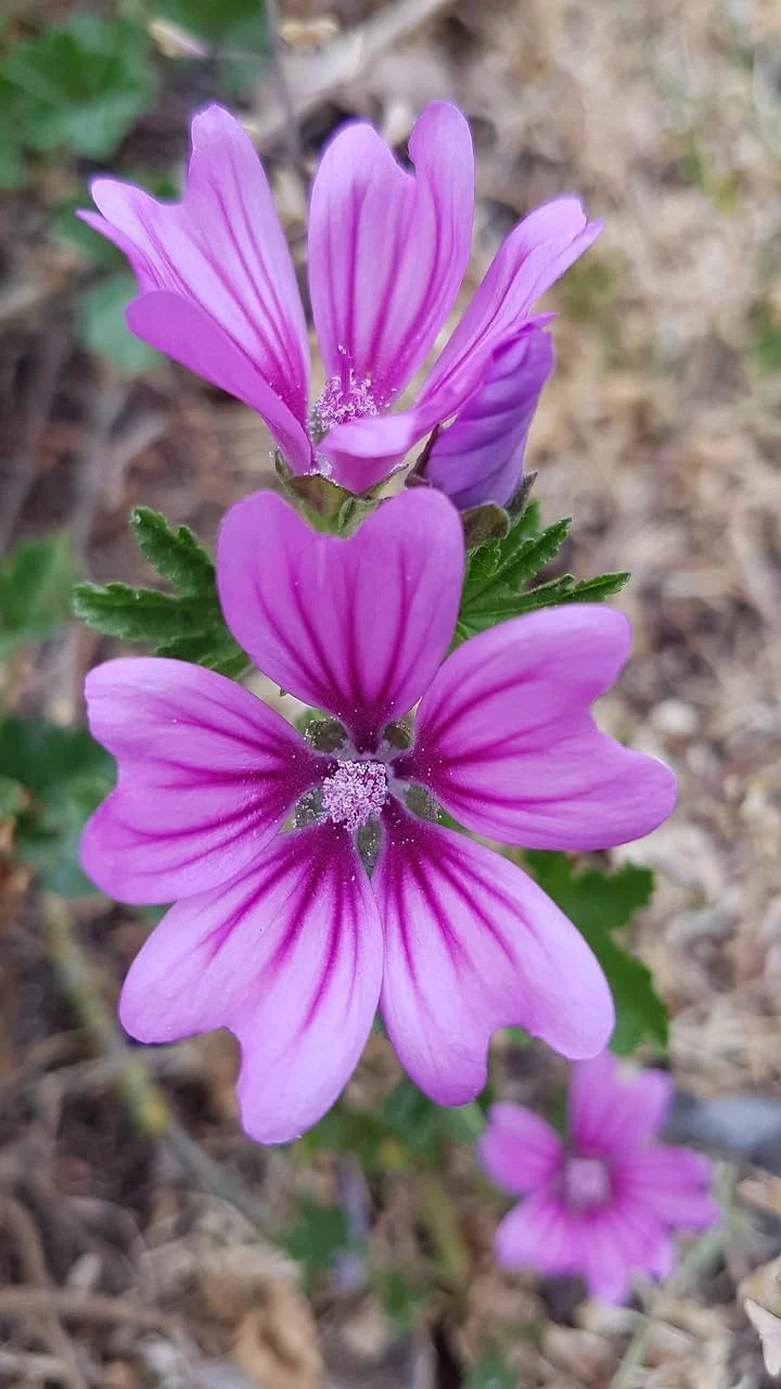 Mauve Flower Seeds for Planting – Heirloom, Non-GMO, High Germination Border Garden Seeds