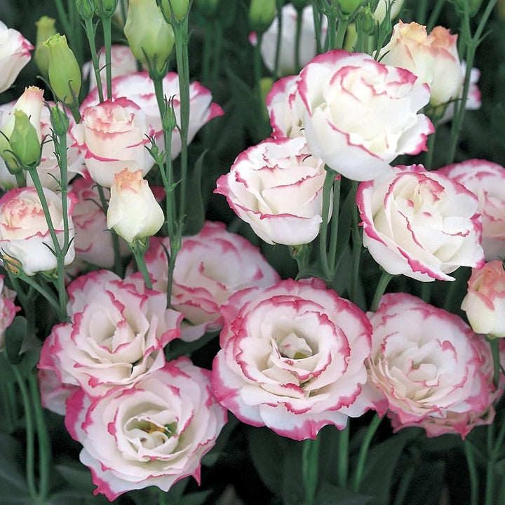 White & Maroon Eustoma (Lisianthus) Flower Seeds for Planting – Heirloom, Non-GMO, High Germination