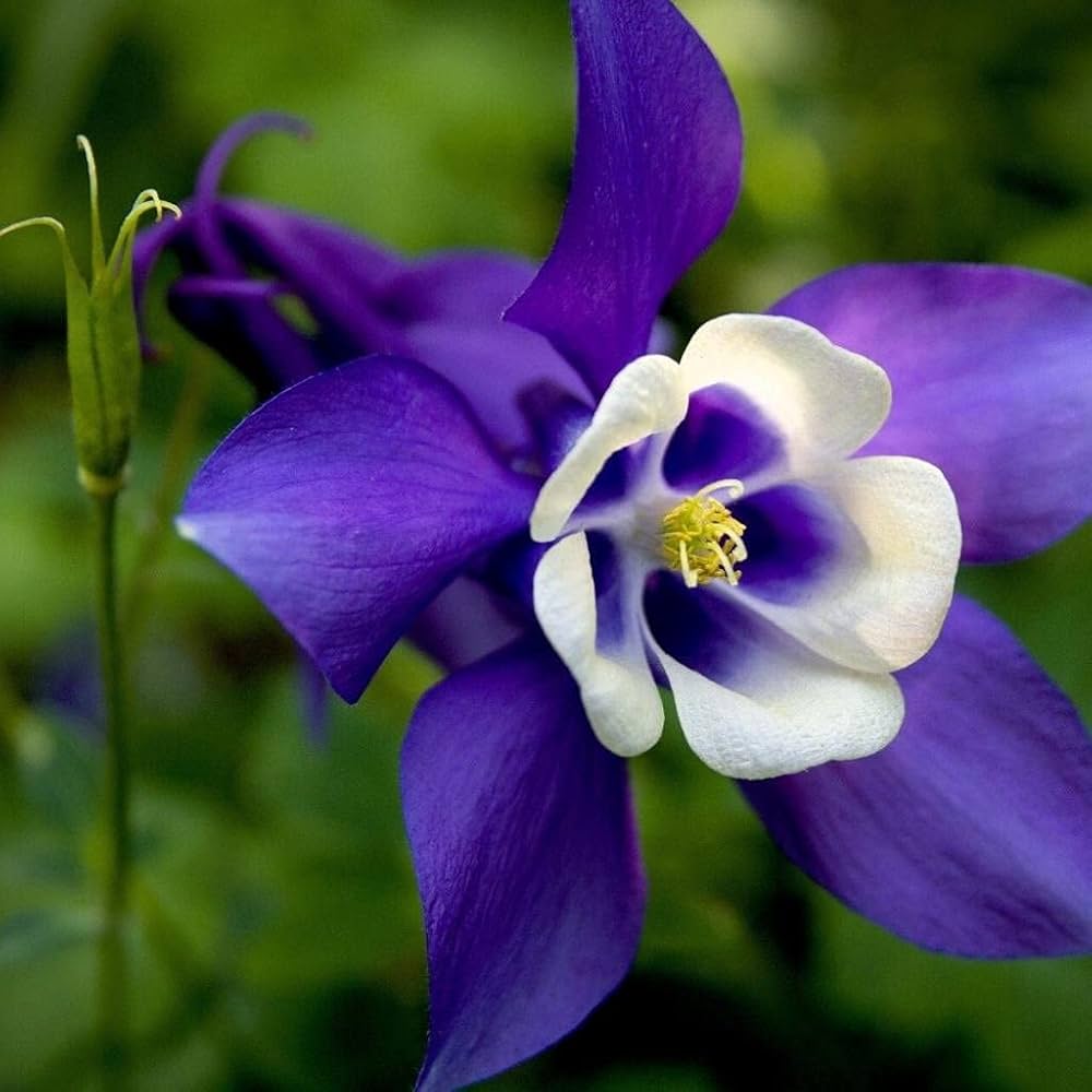 Aquilegia Flower Seeds for Planting Purple – Sun Loving, Heirloom, Non-GMO, High Germination Organic Garden Seeds