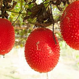 Fruit Seeds,Garden seeds, Seeds For Planting,Plant Seeds