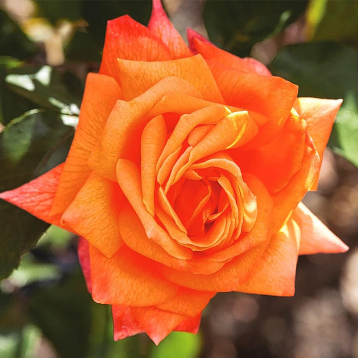 Flower Seeds, Seeds,Seeds For Planting,Plant Seeds