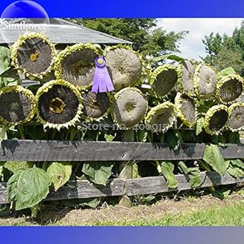 Flower Seeds, Seeds,Seeds For Planting,Plant Seeds