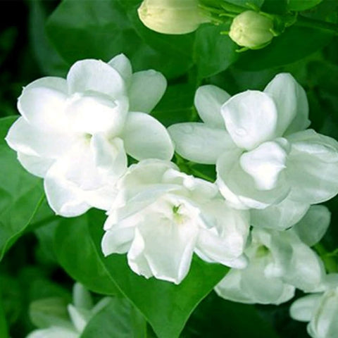 Flower Seeds, Seeds,Seeds For Planting,Plant Seeds