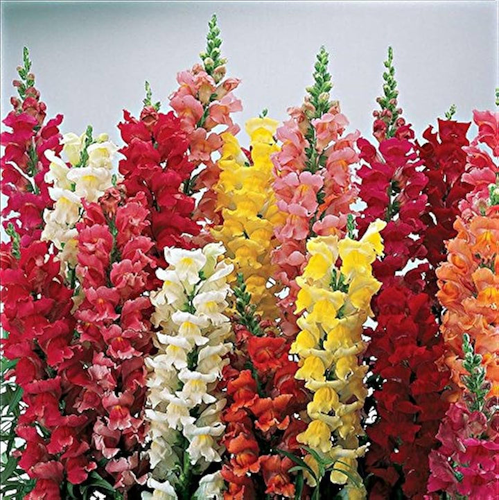Flower Seeds, Seeds,Seeds For Planting,Plant Seeds