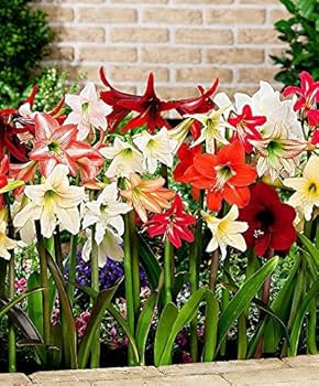 Amaryllis Barbados Mixed Colour Flower Seeds for Planting – Heirloom, Non-GMO, High Germination Organic Garden Seeds