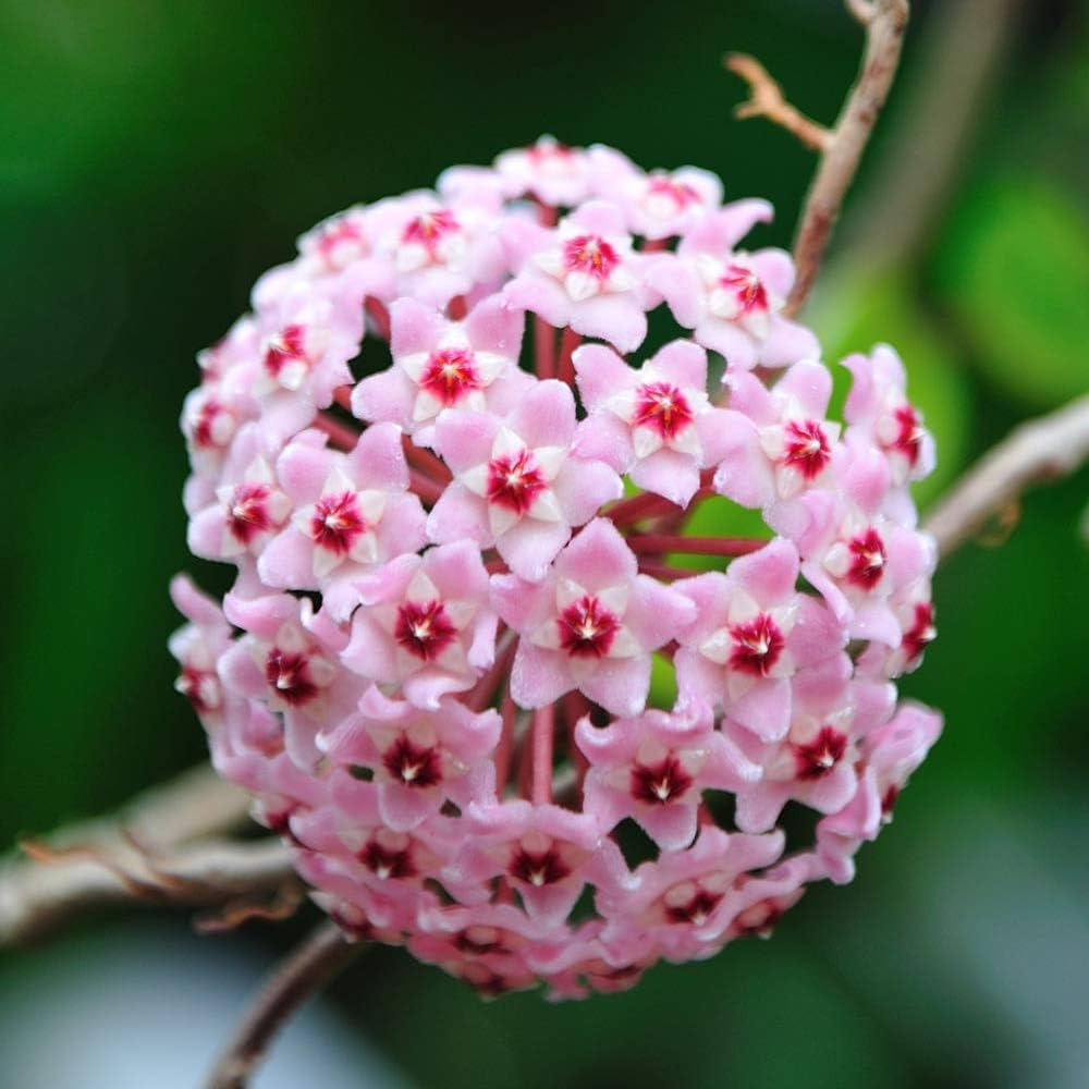 Pink Cream Hoya Carnosa Flower Seeds – Heirloom, Non-GMO, High Germination Seeds for Planting
