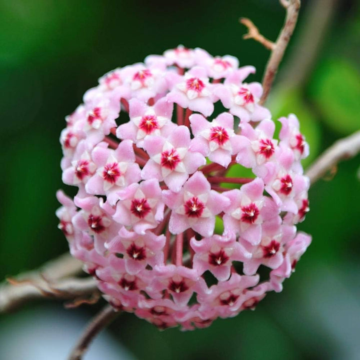 Pink Cream Hoya Carnosa Flower Seeds – Heirloom, Non-GMO, High Germination Seeds for Planting