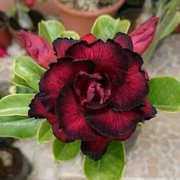 Black Red Desert Rose Seeds - Adenium obesum Flower Seeds for Planting, Drought-Tolerant Succulent Blooms