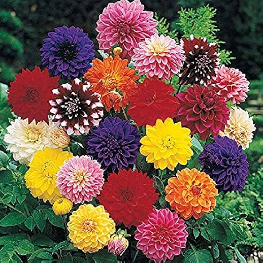 Mixed Dahlia Flower Seeds for Planting – Low Maintenance, Heirloom, Non-GMO, High Germination Organic Garden Seeds