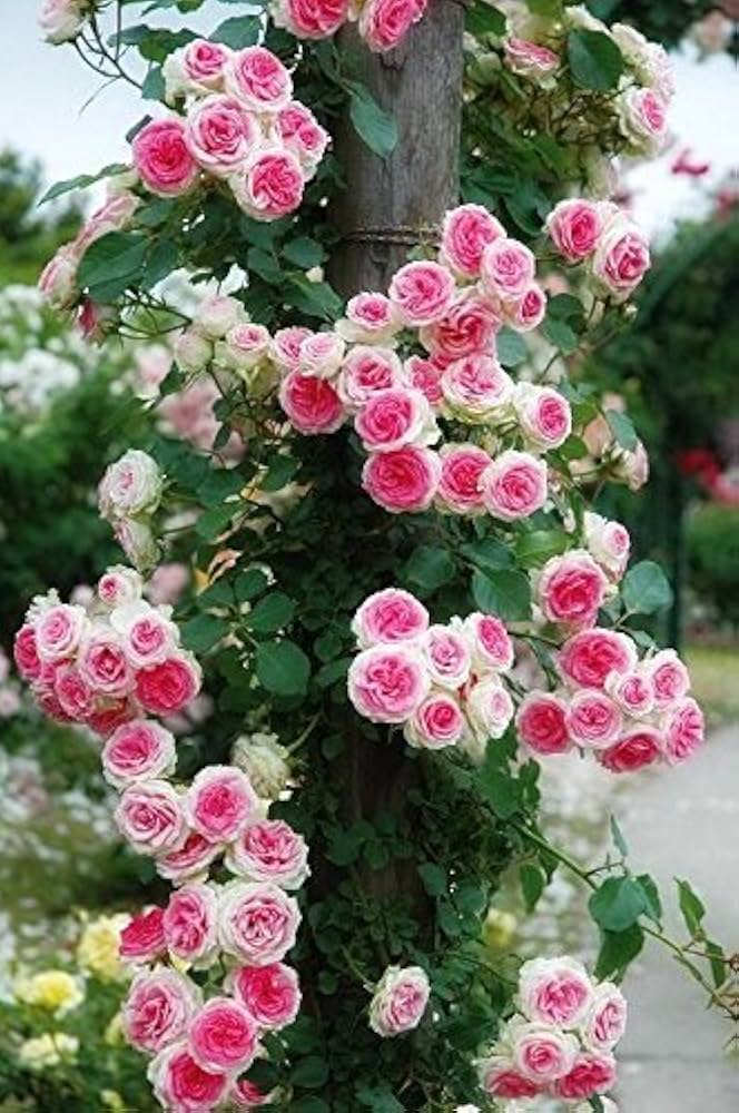 Holland Rose Flower Seeds for Planting Light Pink – Compact Growth, Heirloom, Non-GMO, High Germination Organic Garden Seeds