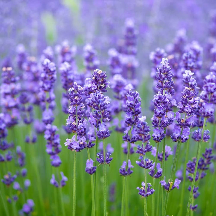 Flower Seeds, Seeds,Seeds For Planting,Plant Seeds