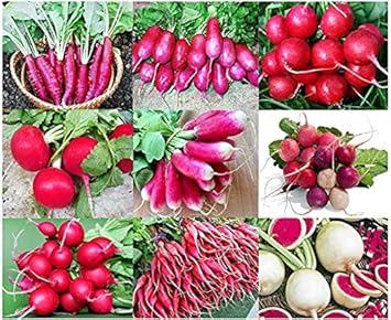 Vegetable Seeds,Garden seeds, Seeds For Planting,Plant Seeds