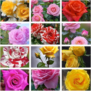 Flower Seeds, Seeds,Seeds For Planting,Plant Seeds