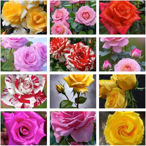 Flower Seeds, Seeds,Seeds For Planting,Plant Seeds