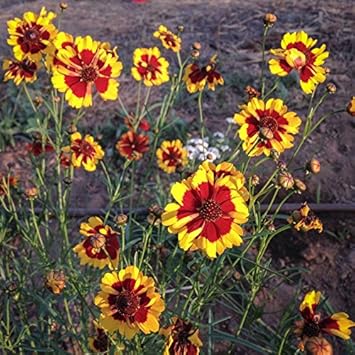 Flower Seeds, Seeds,Seeds For Planting,Plant Seeds