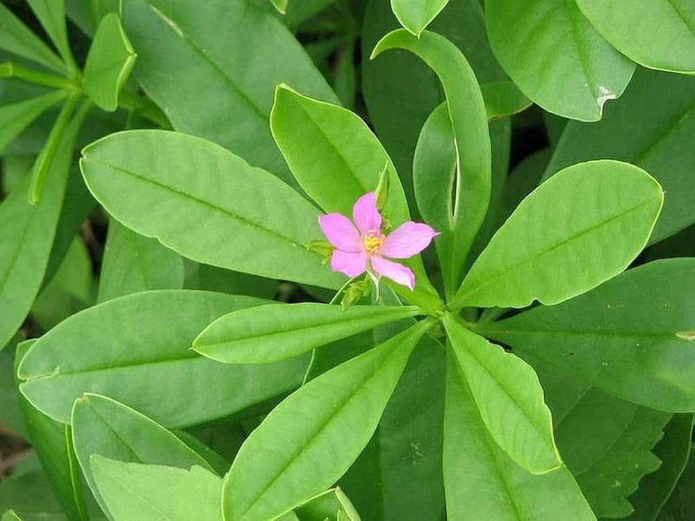Talinum Paniculatum Plant Seeds for Planting – Heirloom, Non-GMO, Organic Garden Seeds, High Germination
