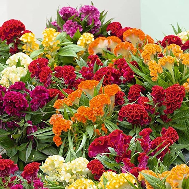 Heirloom Celosia Flower Seeds for Planting – Easy to Grow, Non-GMO, High Germination Home Garden Seeds