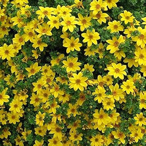 Flower Seeds, Seeds,Seeds For Planting,Plant Seeds