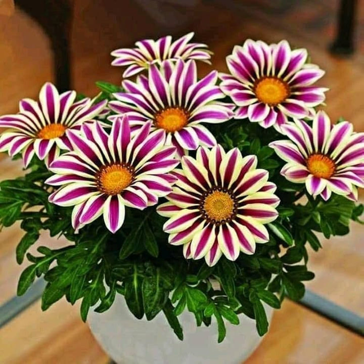 Flower Seeds, Seeds,Seeds For Planting,Plant Seeds