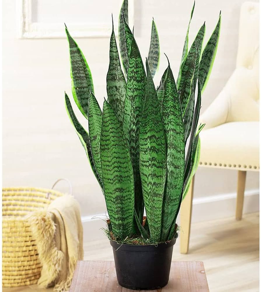 Green Snake Sansevieria Seeds for Planting – Heirloom, Non-GMO, High  Germination Organic Garden Seeds